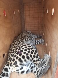 Relocation #3 to the new Wild Cats World Sanctuary