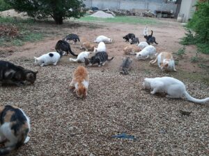 Feral cats need help