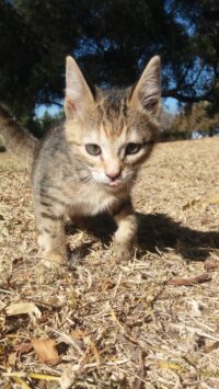 Orphan African wildcat kitten: Phoebe