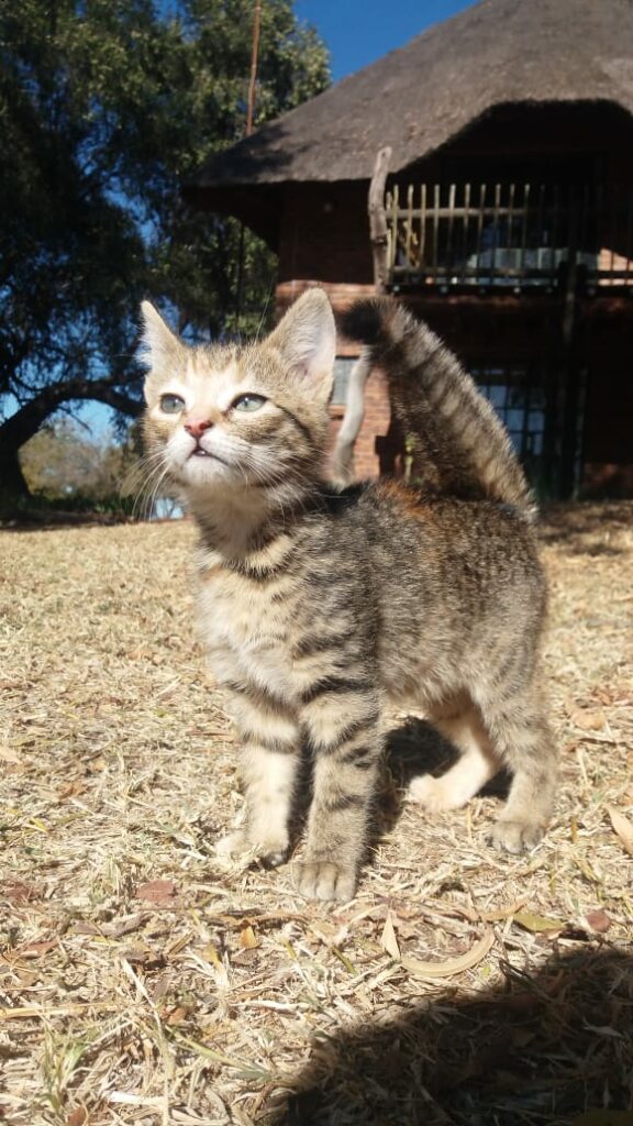 african sand cat