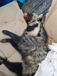 Please help us support this Civet Cat