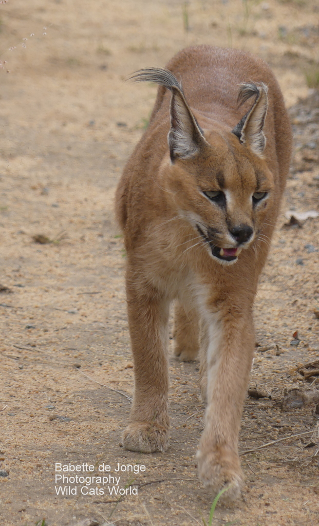 Elderly Caracal relocated