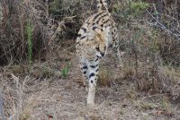 Serval move and release