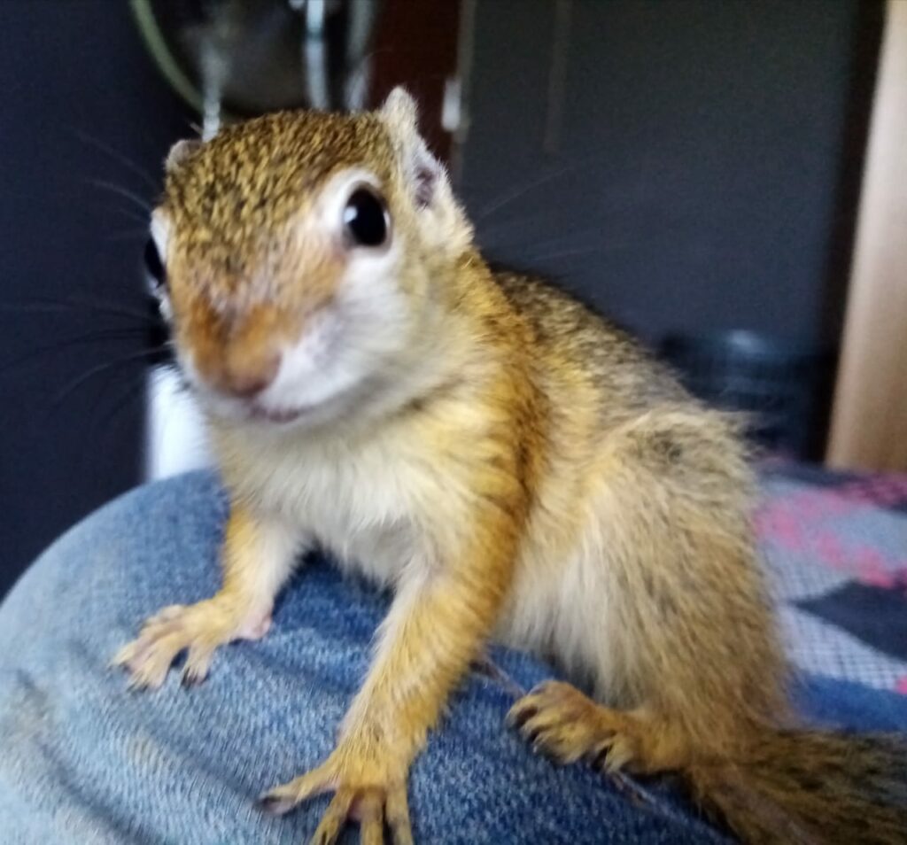 Orphan squirrel