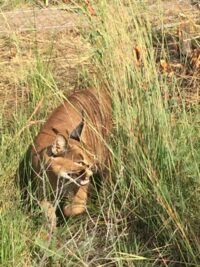 Welcome to the new rescue servals and Caracals