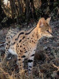 Welcome to Wild Cats World Sanctuary